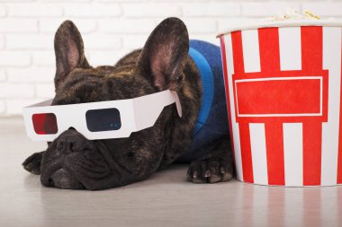 Köpek Fransız Bulldog patlamış mısır ile 3d gözlük yatıyor