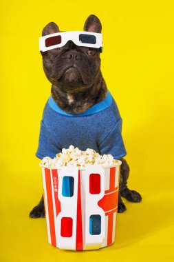 3d gözlük köpek fransız buldog ve şık bir kazak zekâ oturan