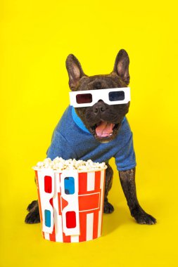 3d gözlük köpek fransız buldog ve şık bir kazak zekâ oturan