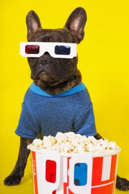 3d gözlük köpek fransız buldog ve şık bir kazak zekâ oturan