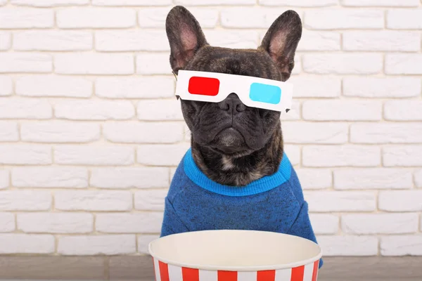 Französische Bulldogge in 3D-Brille. in modischen Jeans und Pullover — Stockfoto
