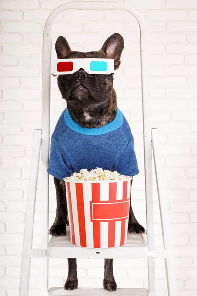 Cão Bulldog francês fica em uma escada rolante em óculos 3d com pop — Fotografia de Stock