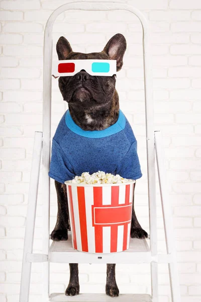 Franska Bulldog hund står på en stege i 3D-glasögon med pop — Stockfoto