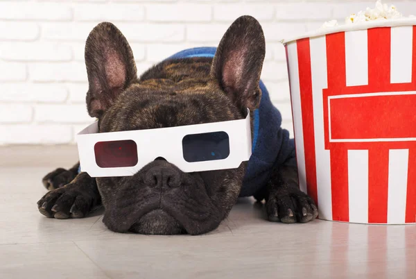 Dog French Bulldog lies in 3d glasses with popcorn