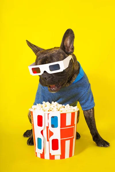 Französische Bulldogge mit 3D-Brille und trendigem Pullover — Stockfoto