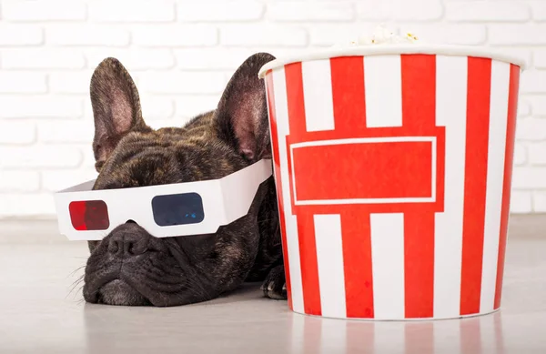 Hund Französische Bulldogge liegt in 3D-Gläsern mit Popcorn — Stockfoto