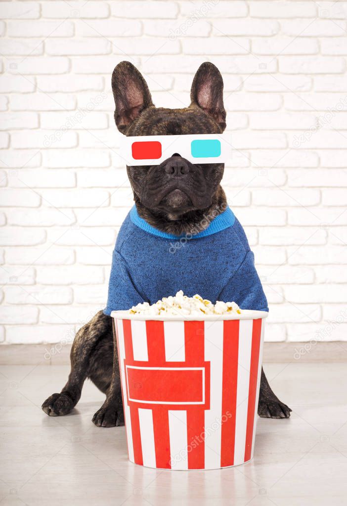 French Bulldog in 3D glasses. in fashionable sweater. sitting on