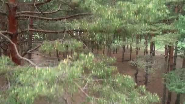 Jovem Limpa Lixo Natureza Preocupação Com Ambiente Remove Lixo Floresta — Vídeo de Stock