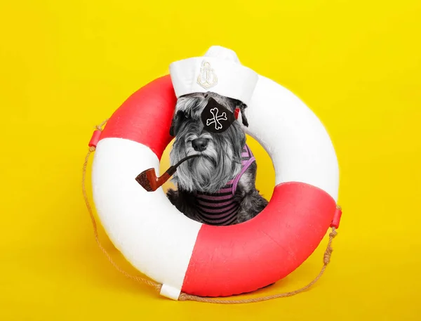 Perro Schnauzer Miniatura Posando Estudio Sobre Fondo Amarillo Marinero Una Imagen de stock