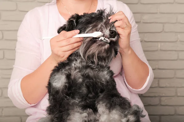 girl brushes her dog's teeth. against the background of a gray brick wall. miniature schnauzer.
