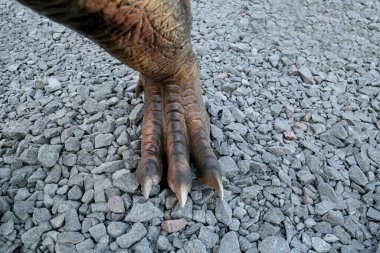 Dinozor bacağı yakın çekim. Korkunç tarih öncesi canavarlar. Sürüngen