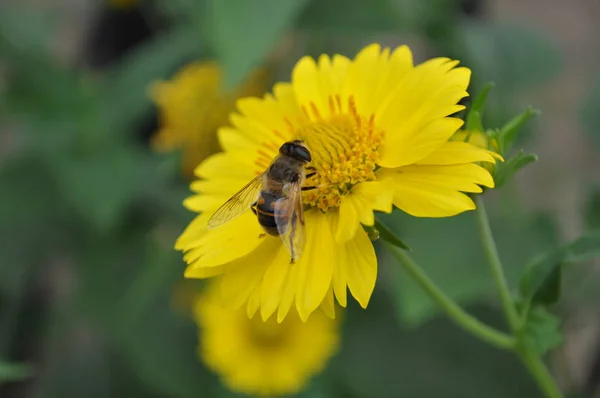 Küçük arı bir papatya güzel bir sarı çiçek üzerinde oturur ve yaz aylarında pollinates