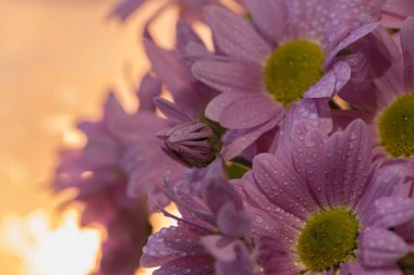 Bouquet of lilac and pink chrysanthemums with soft focus on background of morning sun. Dew on petals of flowers. clipart