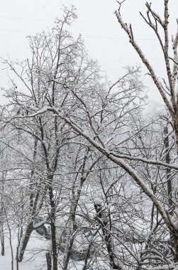 Şehirde kar yağışı. Ağaçlar ve dalları karla kaplı. Bulutlu hava, Moskova. Şubat ayında Orta Rusya.