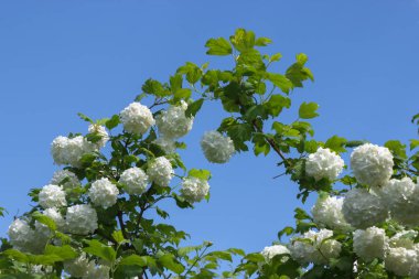Kalina dekoratif buldenezh. Mavi gökyüzü arka plan üzerinde beyaz çiçekler kartopu.