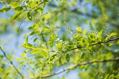 Kuş kiraz çiçekleri dallarında.