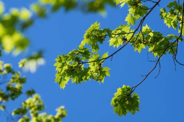 Akçaağaç dalları ile genç yeşil yaprakları.