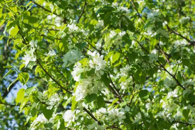 Şu yeni gelişen bir elma ağaçlarının dalları.