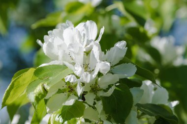 Şu yeni gelişen bir elma ağaçlarının dalları.