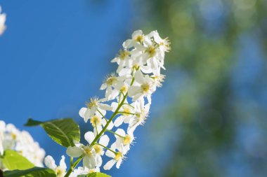 Kiraz çiçekleri dalları yakın çekim.