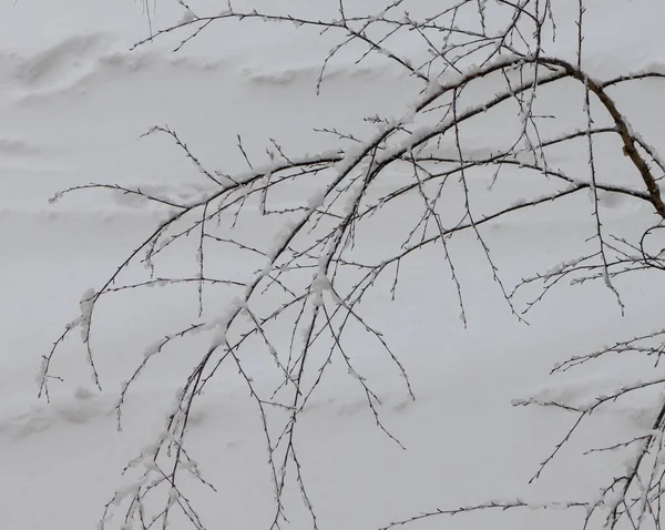 Snowfall in the city. Trees and branches covered in snow. Cloudy weather in Moscow. February in Central Russia.