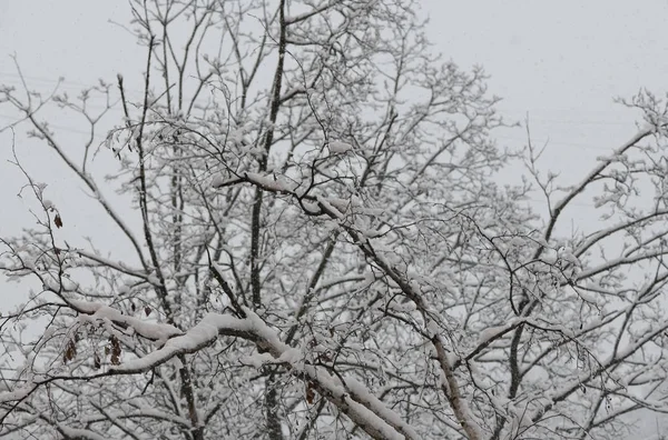 Snowfall in the city. Trees and branches covered in snow. Cloudy weather in Moscow. February in Central Russia.