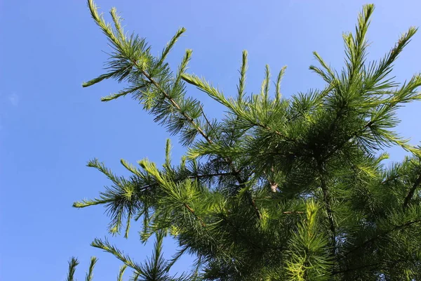 Mavi Gökyüzü Arka Plan Üzerinde Yeşil Larch Şube — Stok fotoğraf