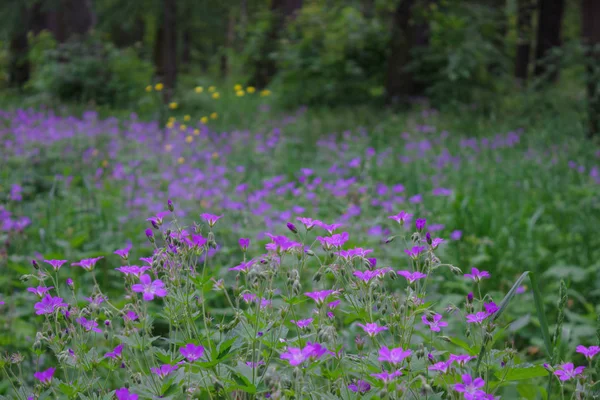 Campanula Patula Blühende Glockenblume Auf Einer Lichtung Sommerwald Blauer Hintergrund — Stockfoto