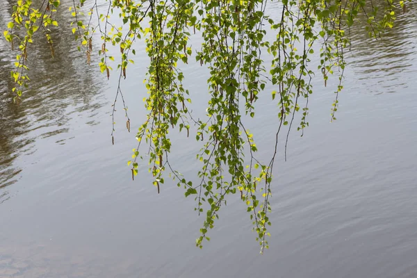 Birch branch on water — Stock Photo, Image