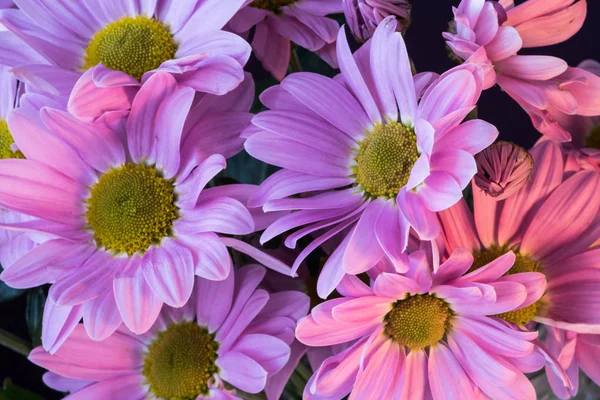 Strauß Fliederfarbener Und Rosa Chrysanthemen Auf Dunklem Hintergrund Stockfoto