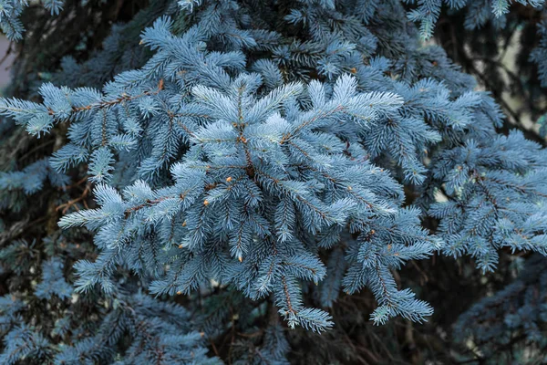 Blue spruce ág. — Stock Fotó