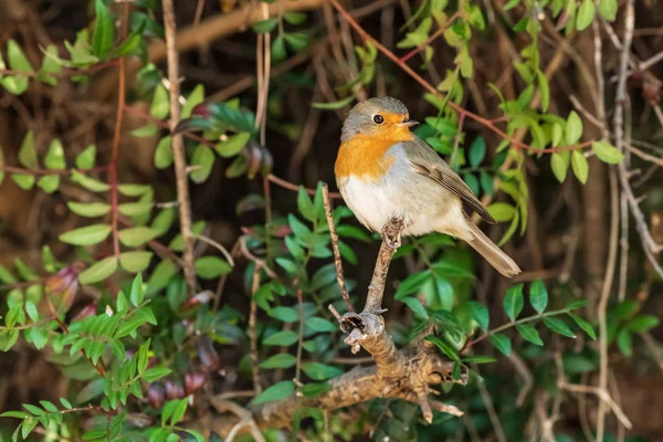 Vogel Robin zittend op een tak. — Stockfoto