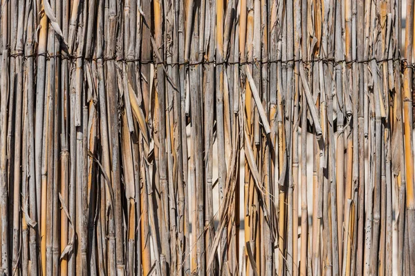 Fence of reeds close-up. — Stock Photo, Image