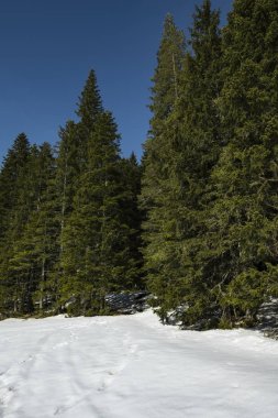 İğne yapraklı orman erken baharda. parlak mavi gökyüzü.