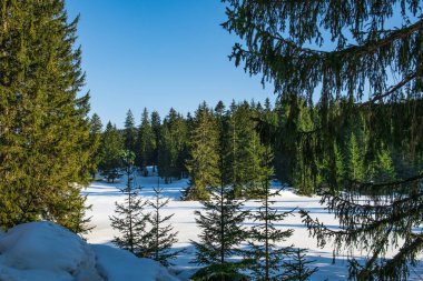 İğne yapraklı orman erken baharda. parlak mavi gökyüzü.
