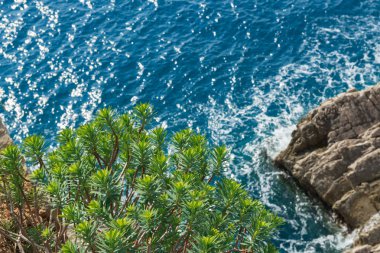 Mavi denize karşı bir kaya üzerinde yeşil bitki