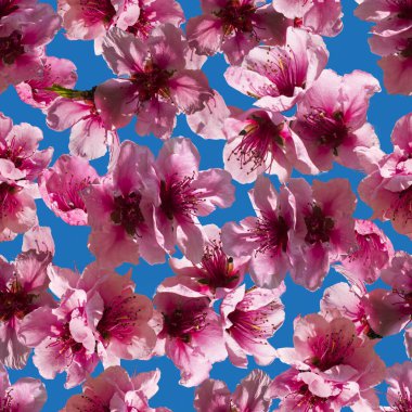 Sakura çiçekli gerçekçi seamless modeli.