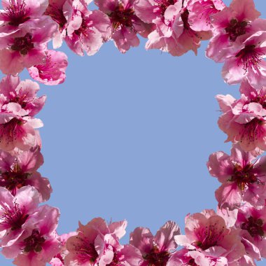 Sakura çiçekli gerçekçi çerçeve.