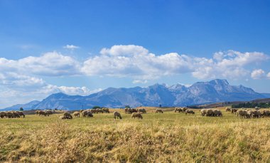 Dağ vadisinde koyun otlatmak.