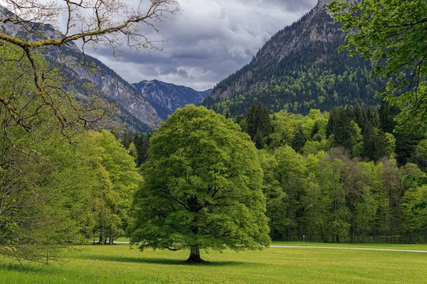 Schöner Baum auf einer Lichtung im Bayerischen Wald. — Stockfoto