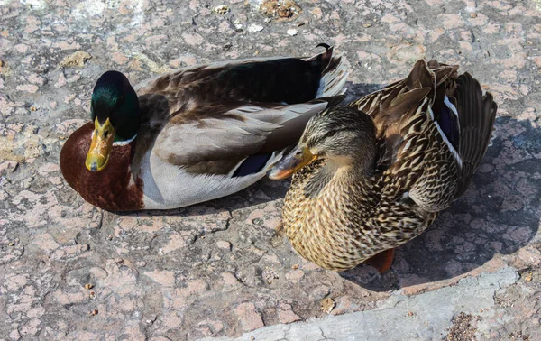 Kachny v doku. — Stock fotografie