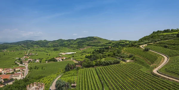 Weinberge auf den Hügeln lizenzfreie Stockfotos