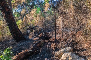 Yangından sonra orman