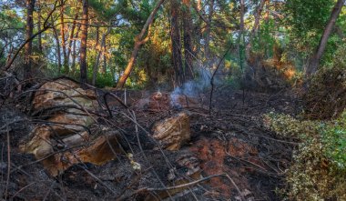 Yangından sonra orman