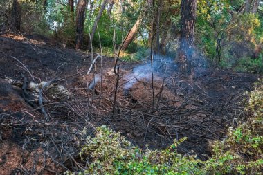 Yangından sonra orman