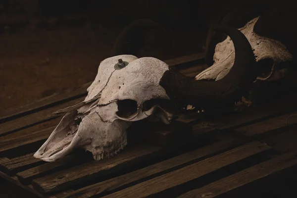 Close Animal Skull Wooden Table — Stock Photo, Image