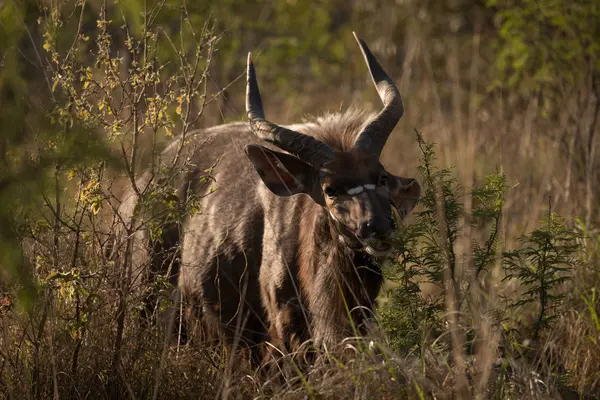 Wildtier Safaripark Einem Sonnigen Tag — Stockfoto