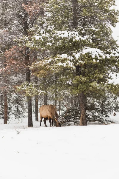 Wild Antler Grazing Snowy Forest Winter — Stock Photo, Image
