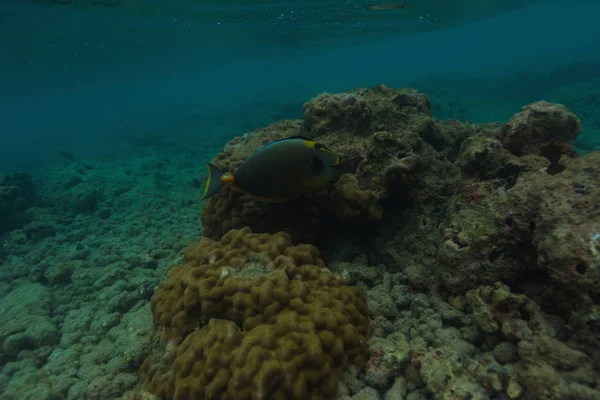 Морська Риба Плаває Коралових Рифах Під Водою — стокове фото