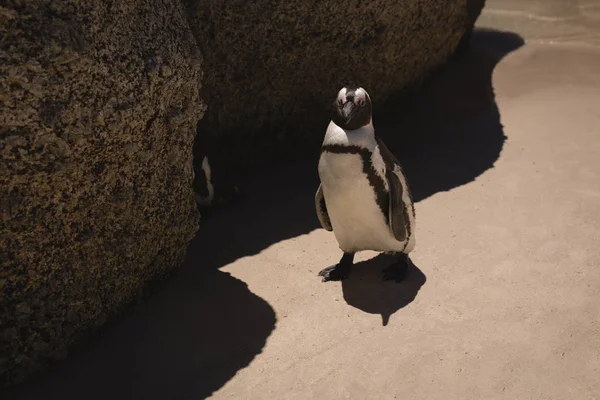在阳光明媚的日子在海滩上的企鹅 — 图库照片
